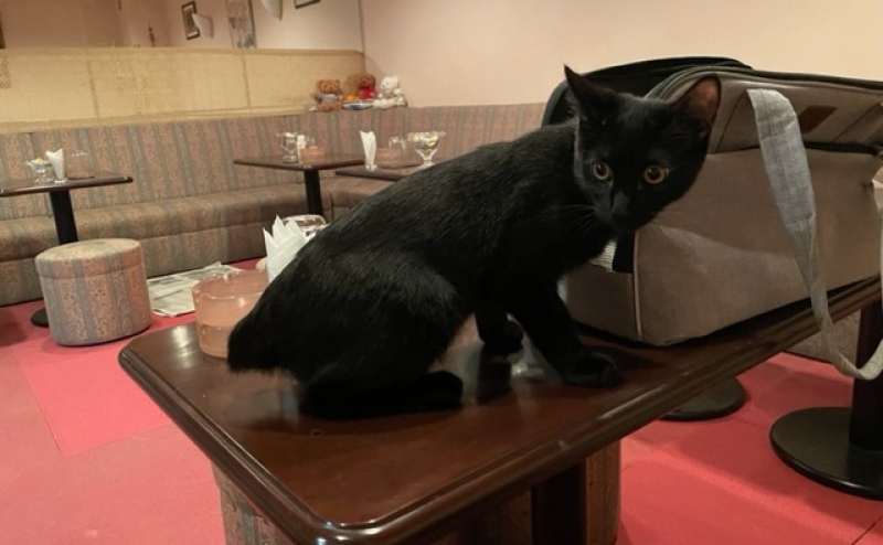 BARのイケメン看板息子です。