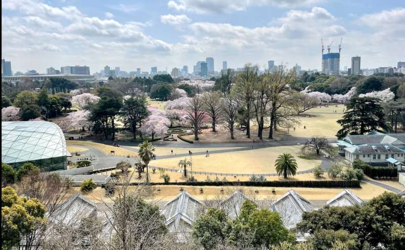 【桜のシーズンの新宿御苑】 - TIME SHARING 新宿御苑前 壱丁目参番館8Aの写真