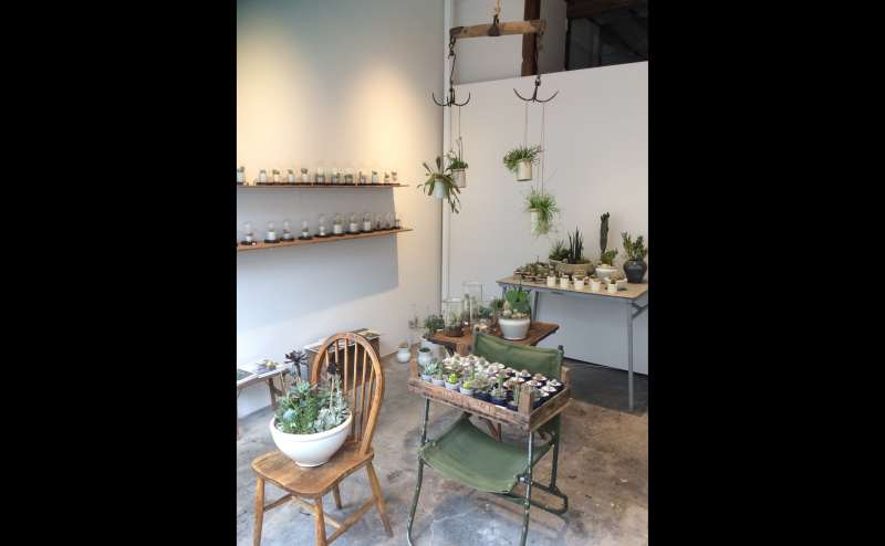 多肉植物のポップアップストアです。