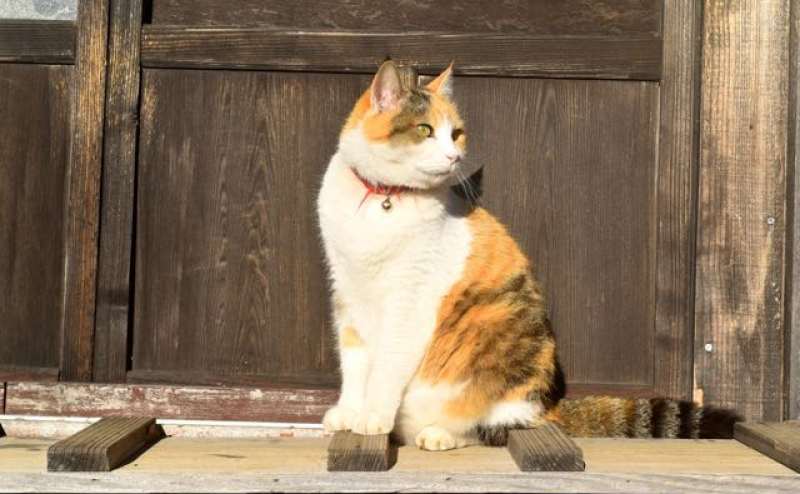 かんばんむすめ